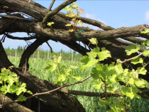Tenuta Fontana - Doc Italy